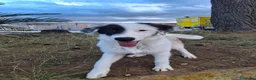 Meticcio cani in regalo: BRIE 🩷 MA DAVVERO NESSUNO MI VUOLE? 🥺 a Provincia di Modena - Annuncio 6