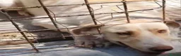 Meticcio cani in regalo: 2anni occhi ambra tg grande era liberoSOS CAMPANIA - Annuncio 5