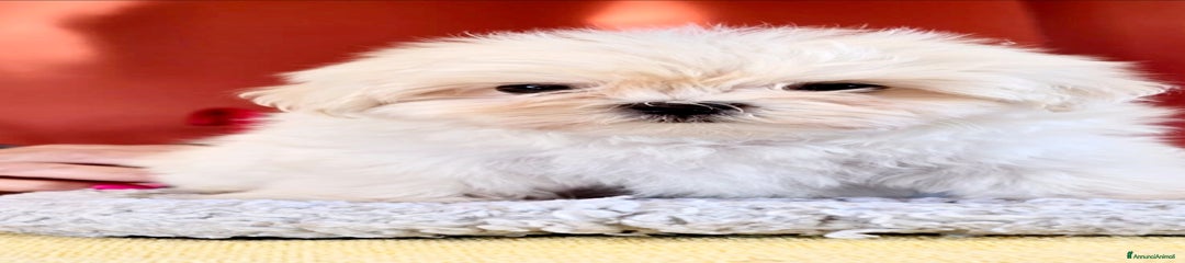 Maltese Cucciolo 1