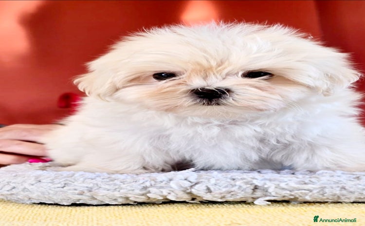 Maltese cani Maltese maschietto - Annuncio 9