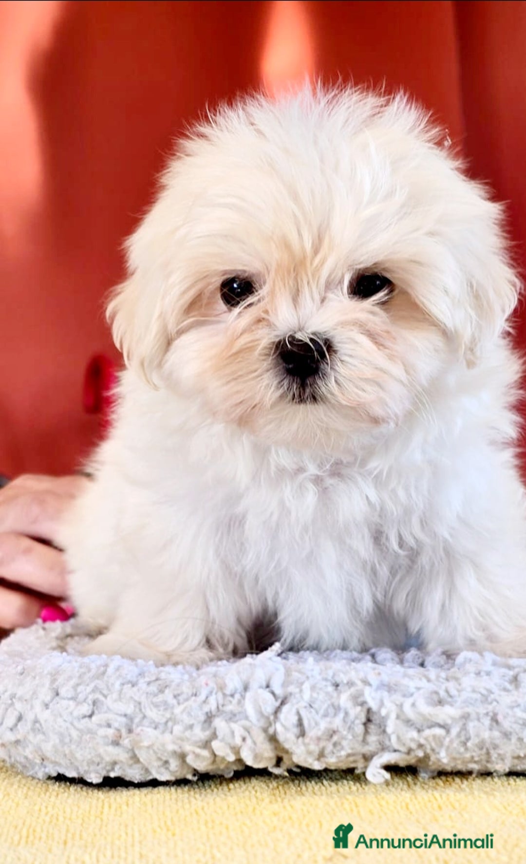 Maltese cani in vendita: Maltese maschietto - Immagine 1