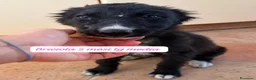 Meticcio cani in regalo: Urgenti famiglie per questi cuccioli  a Città Metropolitana di Bologna - Annuncio 13