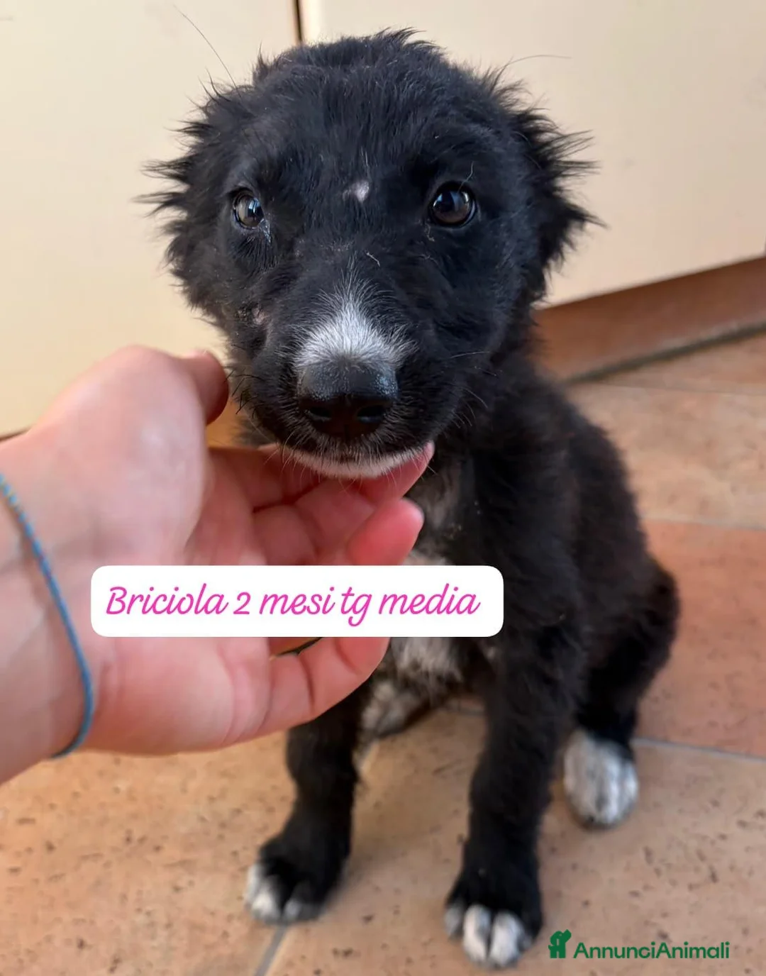 Meticcio cani in regalo: Urgenti famiglie per questi cuccioli  a Città Metropolitana di Bologna - Annuncio 13