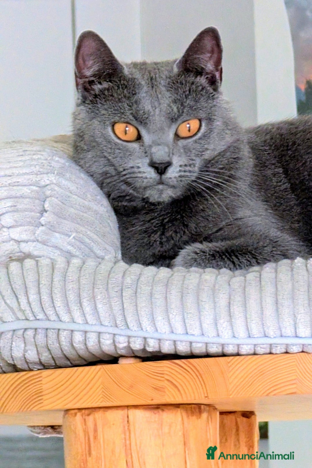 Certosino gatti in vendita: Cuccioli di certosino alta genealogia  - Annuncio 6