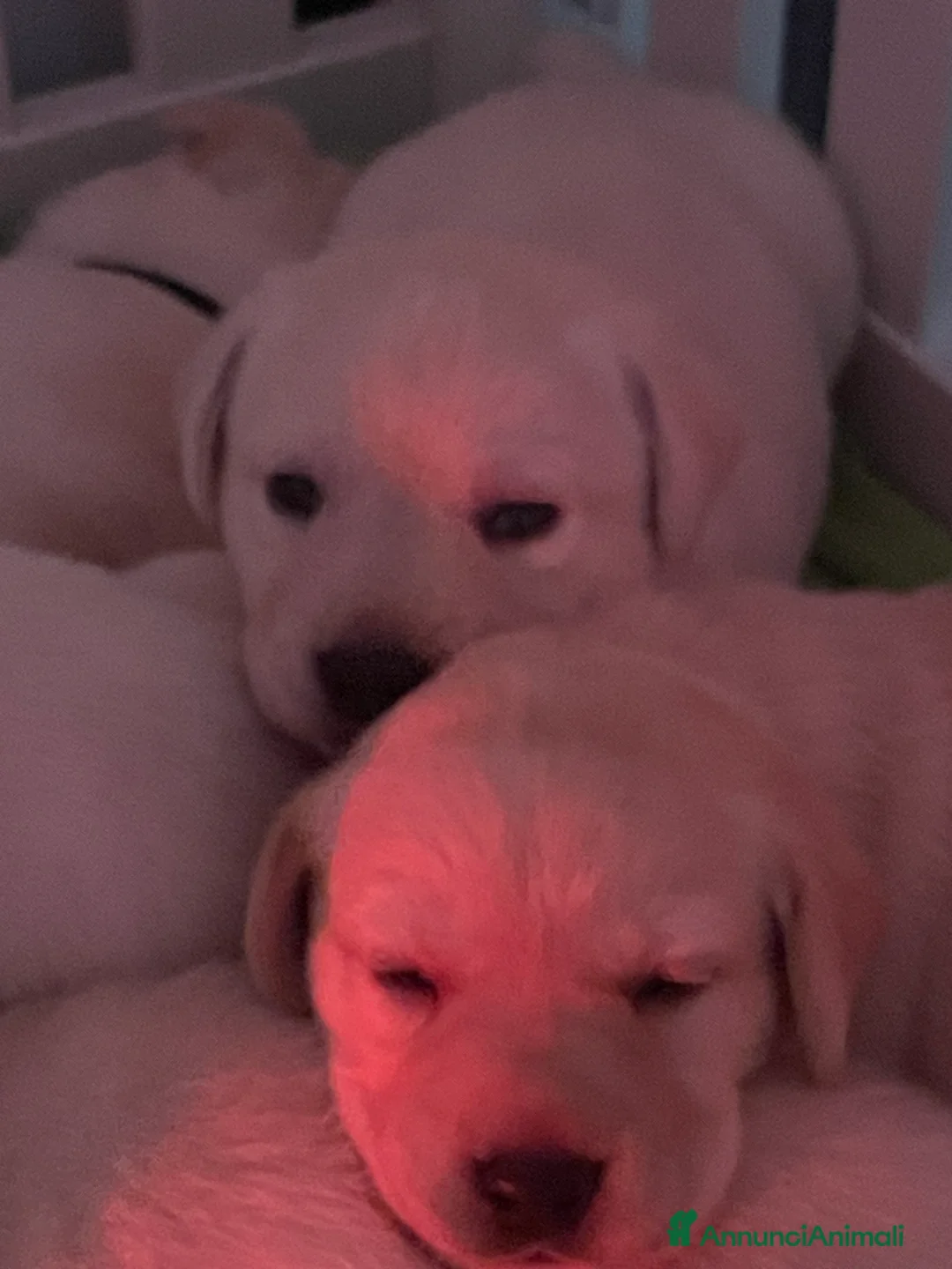 Labrador cani in vendita: Cuccioli di Labrador  - Annuncio 8