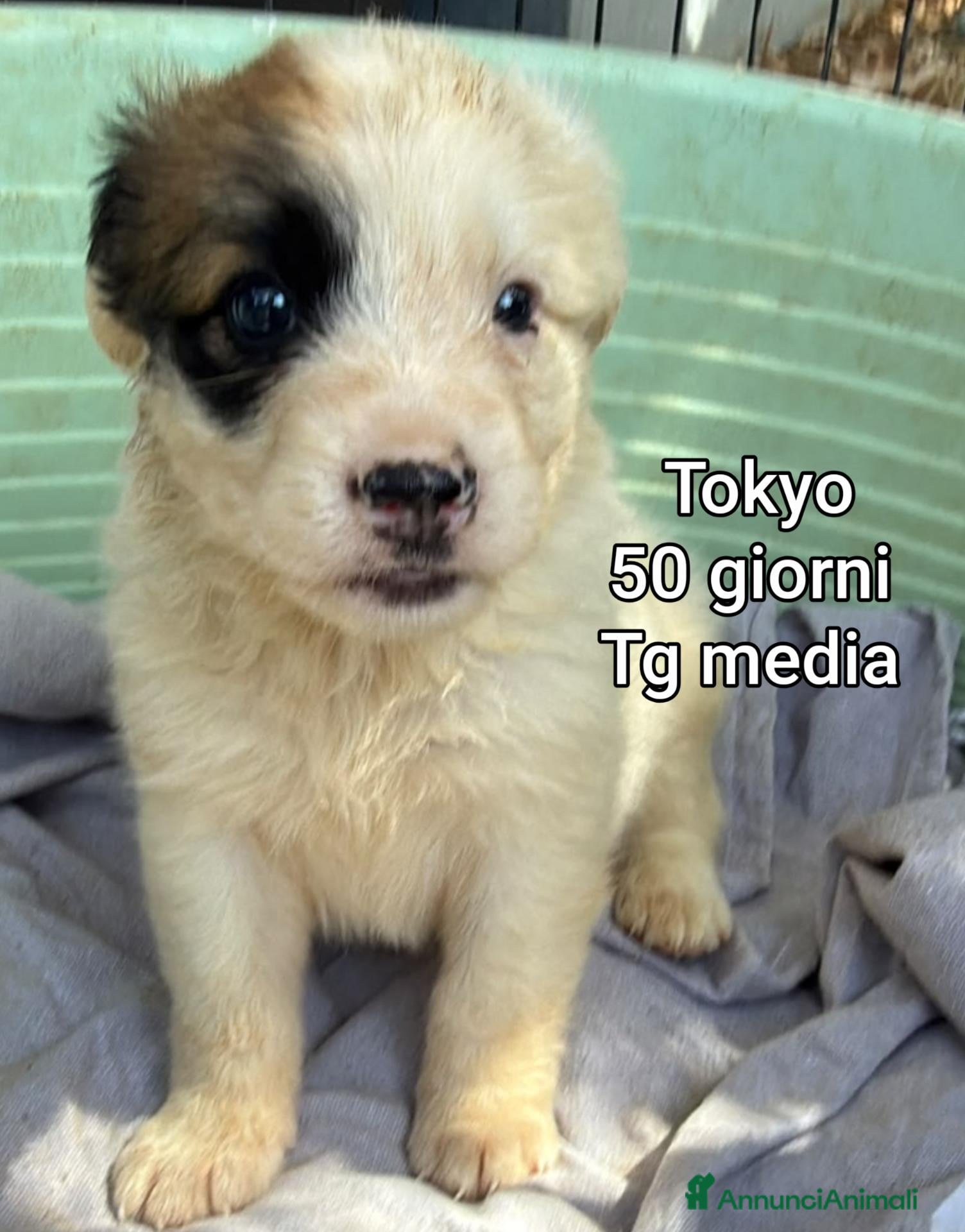 Meticcio cani ADOTTA UN CUCCIOLO  - Annuncio 15