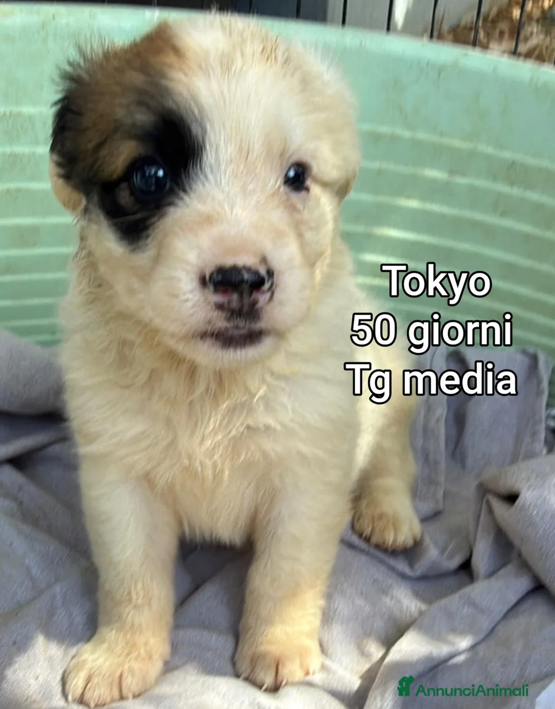 Meticcio cani in regalo: ADOTTA UN CUCCIOLO  - Annuncio 1