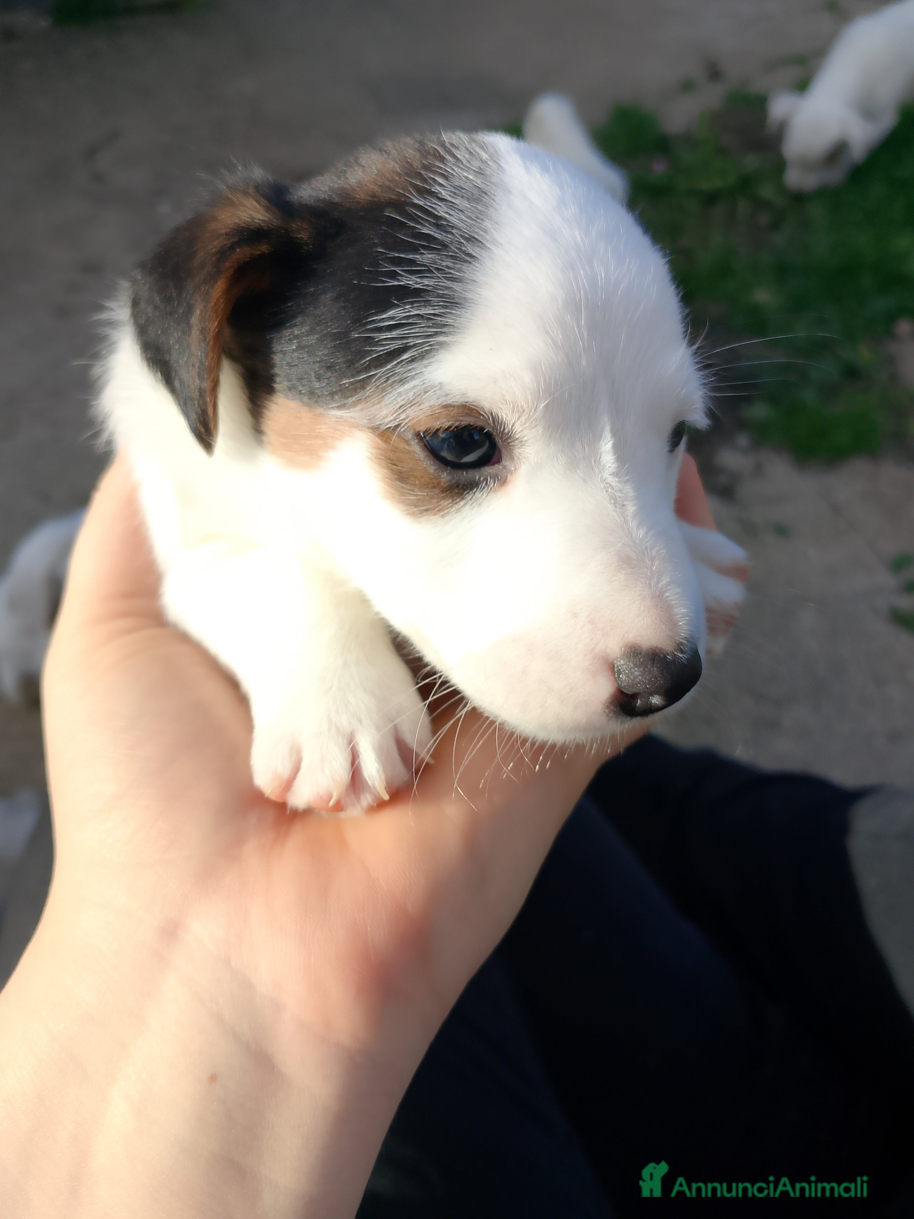 Jack Russell cani Jack Russel cucciolo  - Annuncio 2