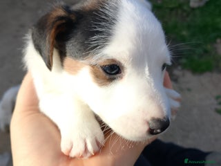 Jack Russell cani Jack Russel cucciolo - Annuncio 18