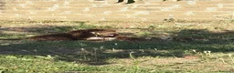 Lagotto cani in vendita: Lagotto romagnolo a Città metropolitana di Roma Capitale - Annuncio 2