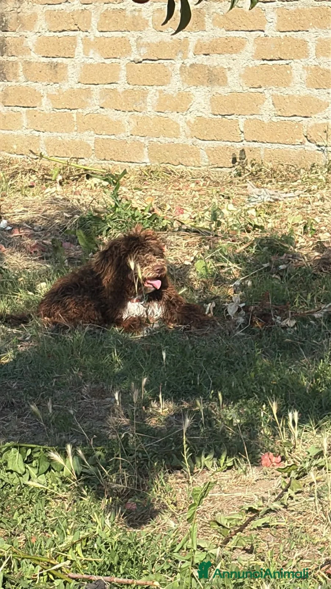 Lagotto cani in vendita: Lagotto romagnolo a Città metropolitana di Roma Capitale - Annuncio 2