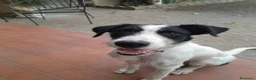 Meticcio cani in regalo: Snopopy bellissimo e dolcissimo spinoncino a Provincia di Bergamo - Annuncio 3