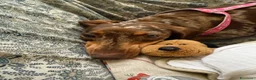 Bassotto cani in vendita: cuccioli bassotto a Città metropolitana di Milano - Annuncio 2