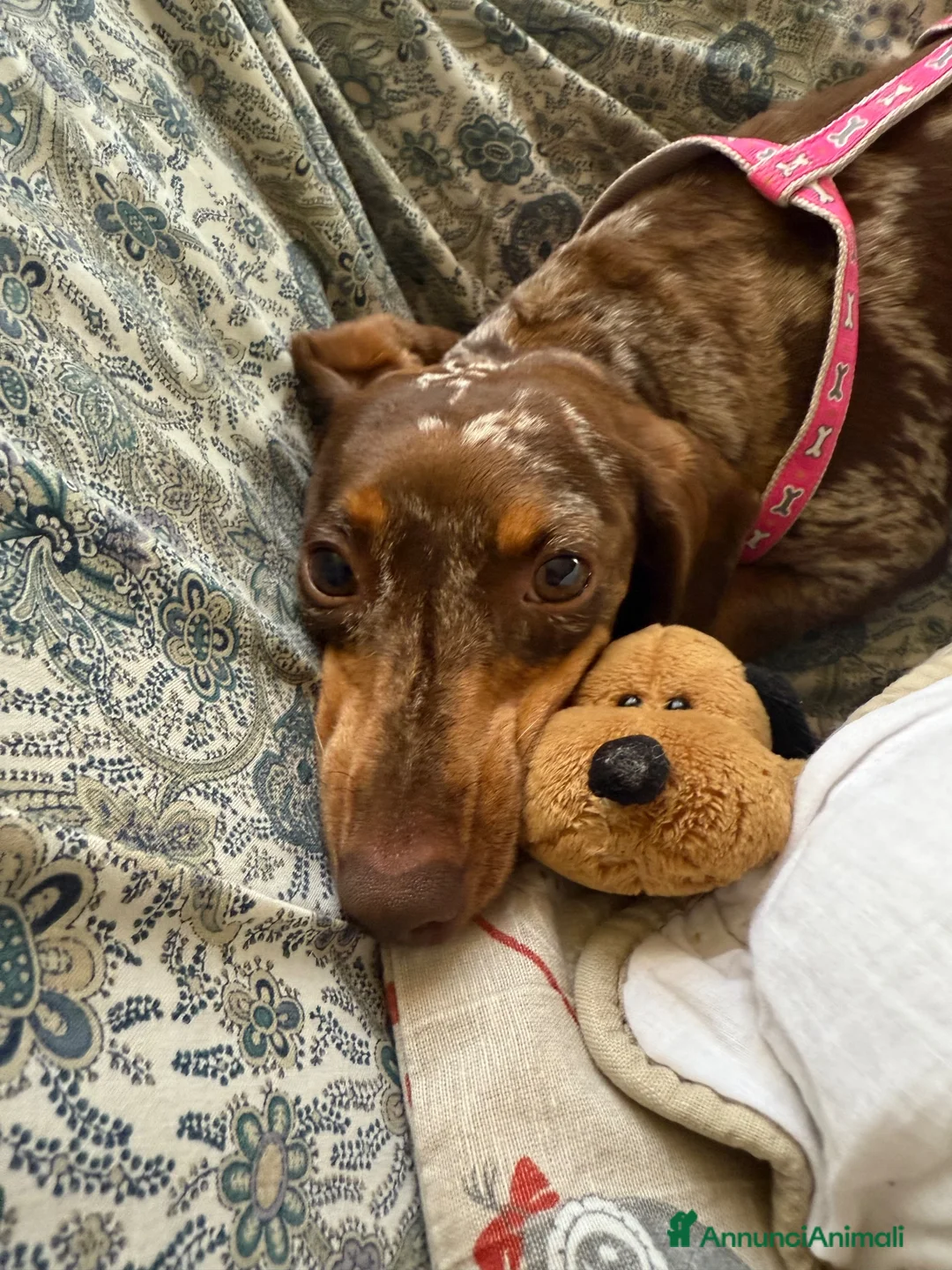 Bassotto cani in vendita: cuccioli bassotto a Città metropolitana di Milano - Annuncio 2