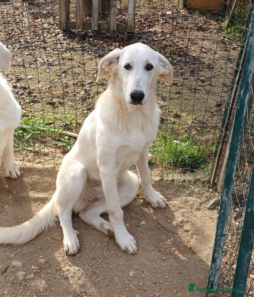 Meticcio cani DOLCISSIMO CUCCIOLONE : DEMYR a Città metropolitana di Roma Capitale - Annuncio 2
