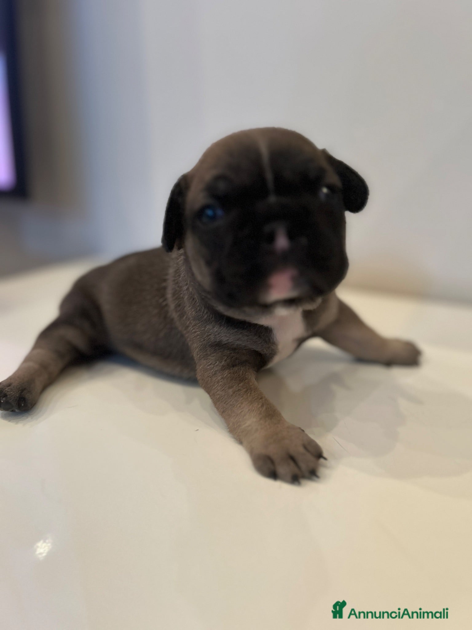 Bulldog Francese cani Cuccioli bulldog francese  - Annuncio 3