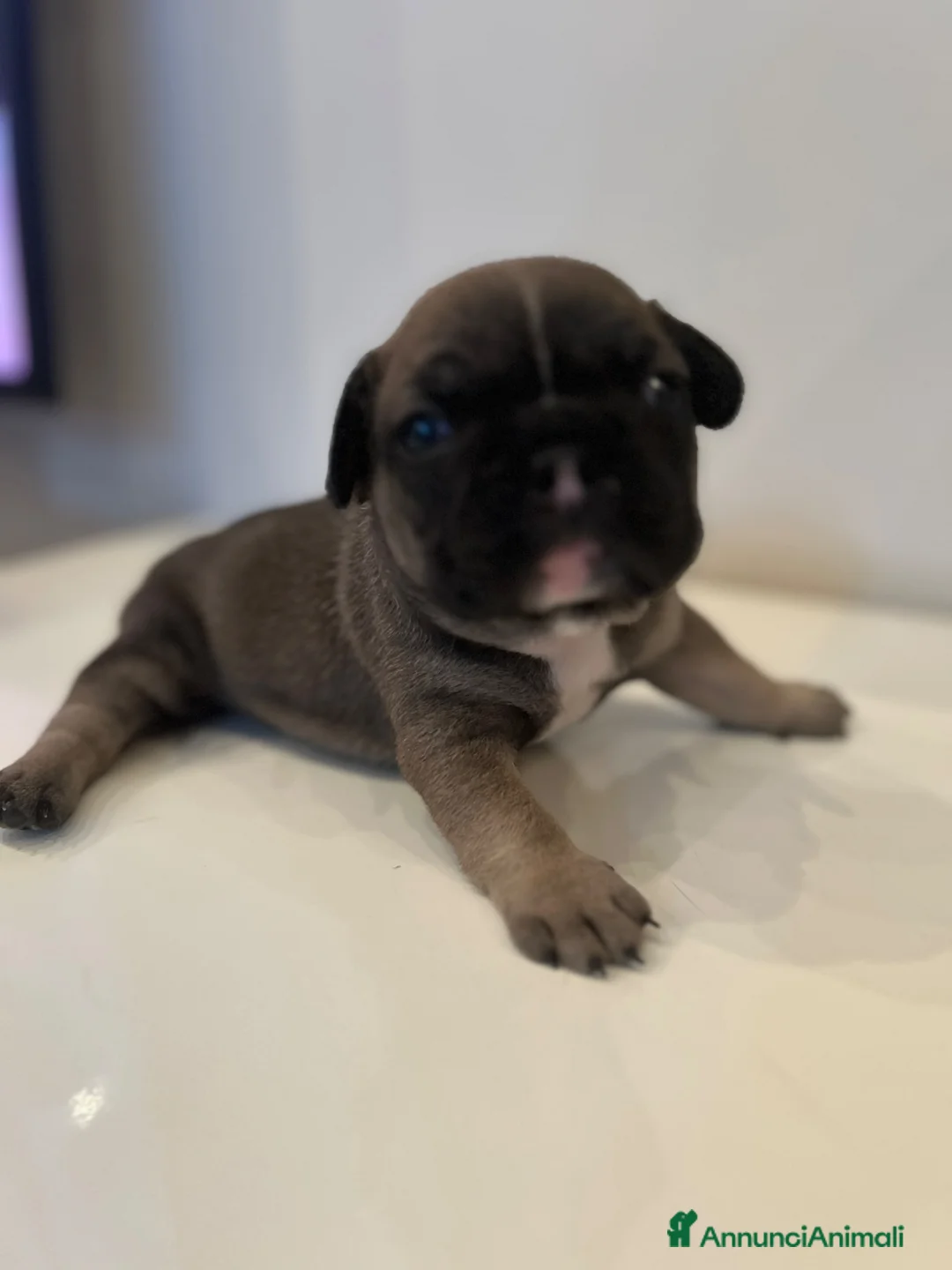 Bulldog Francese cani in vendita: Cuccioli bulldog francese  - Annuncio 1