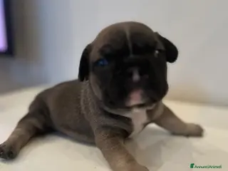 Bulldog Francese cani Cuccioli bulldog francese - Annuncio 3