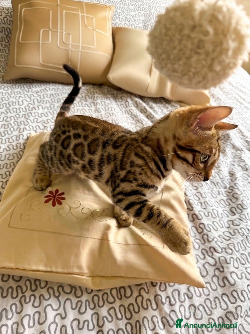 Bengala gatti Bengala cucciolo - Annuncio 1