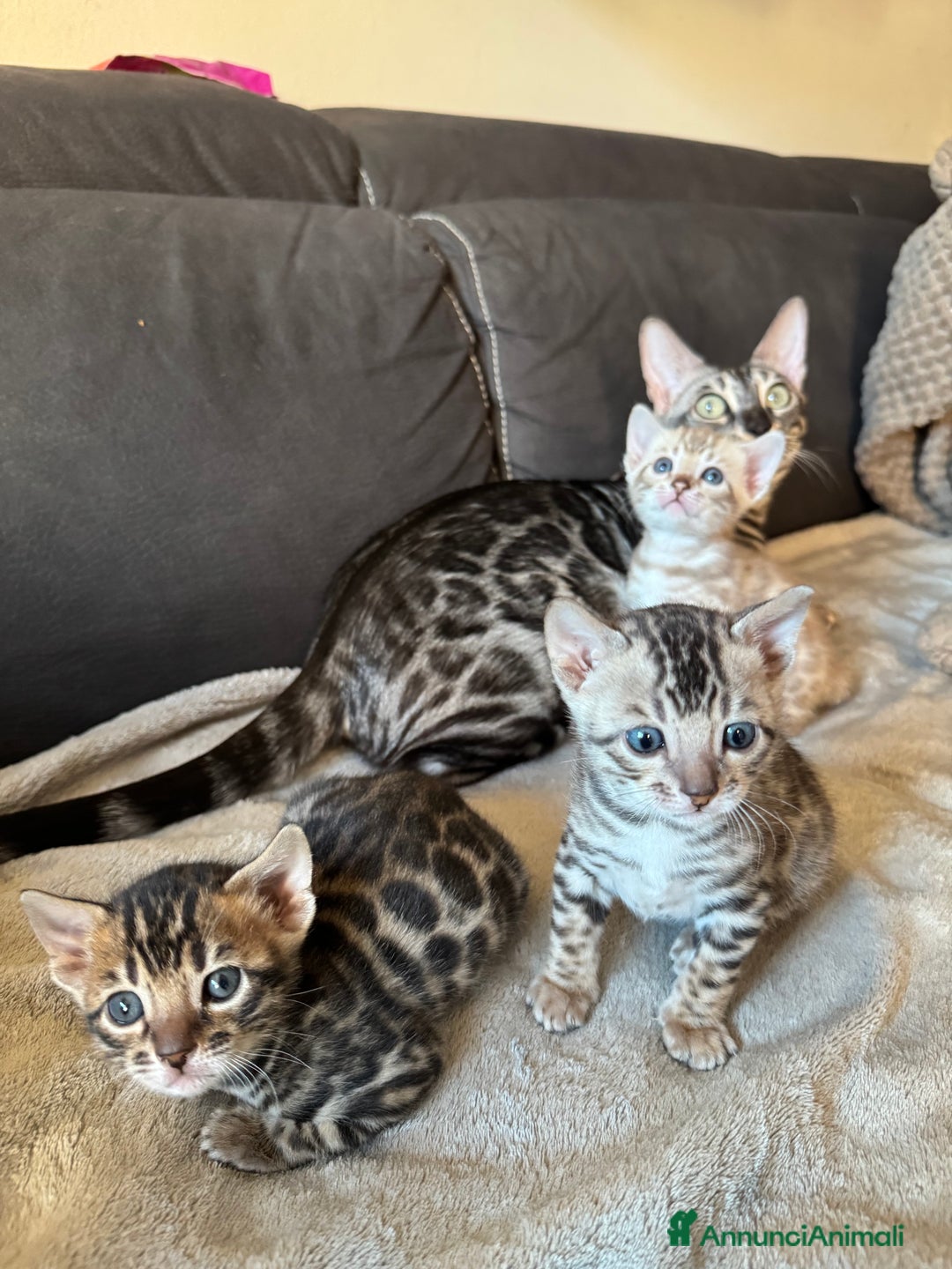 Bengala gatti in vendita: Cuccioli Bengala alta genealogia  a Provincia di Varese - Immagine 2