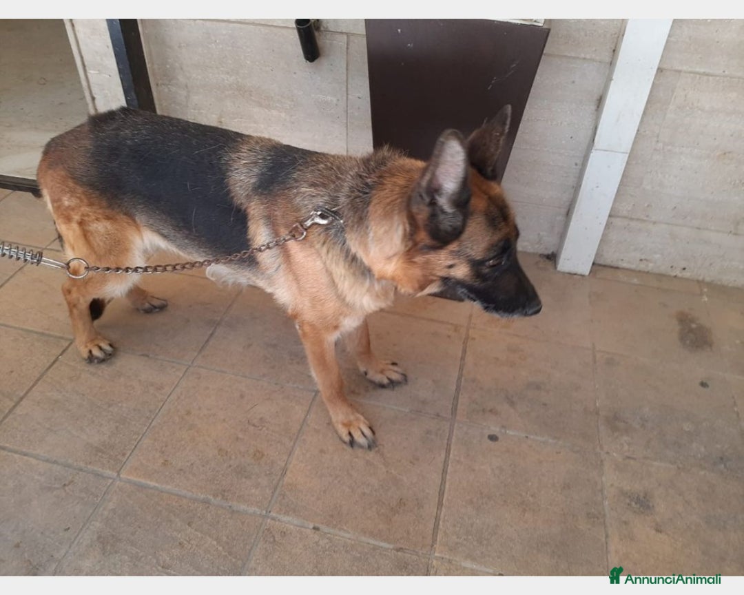 Meticcio cani in regalo: 5anni,kg12,neroVIVEVA SUL TETTO!!SICILIA URGE CASA a Milano - Annuncio 7