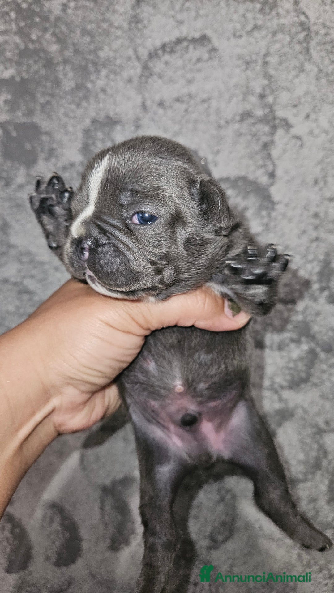 Bulldog Francese cani in vendita: Bulldog francese  a Città Metropolitana di Torino - Immagine 5