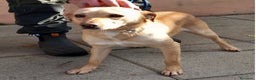 Meticcio cani in regalo: 4anni kg8/9PORTATO IN CANILE DAI PADRONI! NAPOLI a Città metropolitana di Milano - Annuncio 1