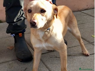 Meticcio cani 4anni kg8/9PORTATO IN CANILE DAI PADRONI! NAPOLI a Città metropolitana di Milano - Annuncio 34