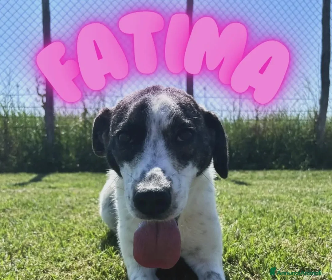 Meticcio cani in regalo: Fatima, cucciola strepitosa cera famiglia - Annuncio 1