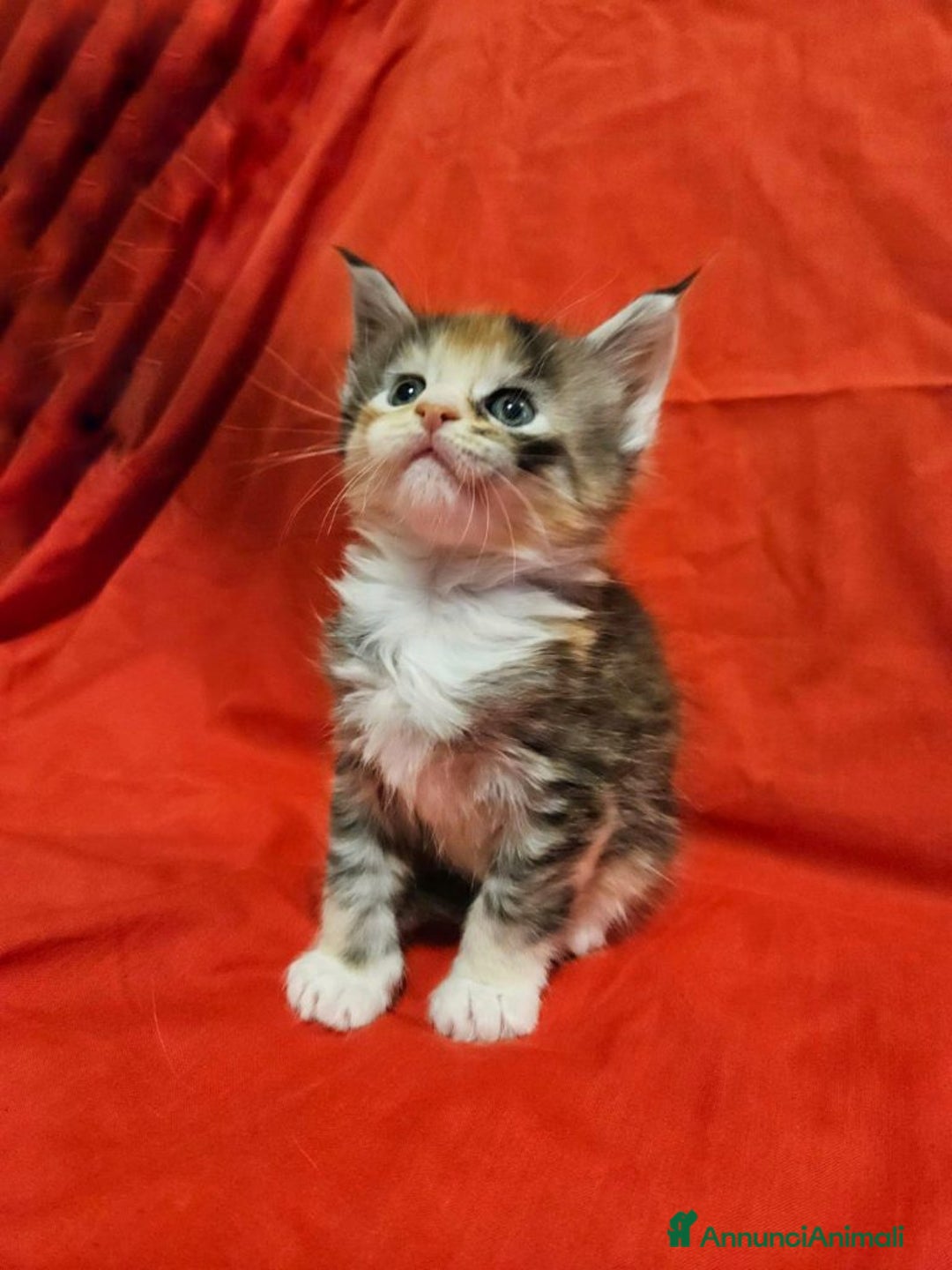 Maine Coon gatti in vendita: Allevamento Il Giglio Femmina Pedigree AFI WCF - Annuncio 1