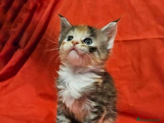 Maine Coon gatti Allevamento Il Giglio Femmina Pedigree AFI WCF - Annuncio 38