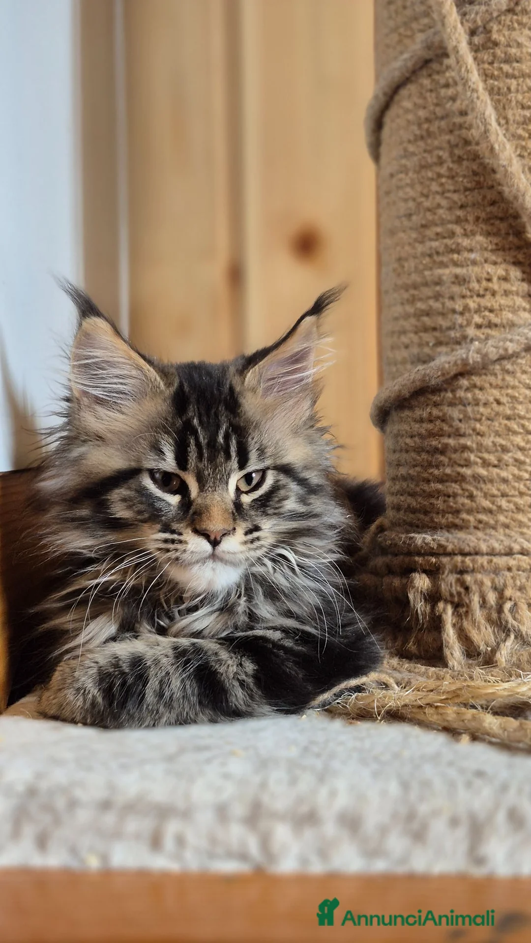 Maine Coon gatti in vendita: Maincoons cuccioli - Annuncio 1