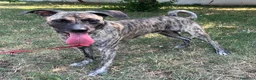 Meticcio cani in regalo: VITO CERCA CASA - Annuncio 10