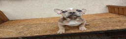 Bulldog Francese cani in vendita: Bulldog francesi merle e blu - Annuncio 5