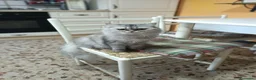 Persiano gatti in vendita: Gatta persiana - Annuncio 3