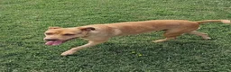 Pitbull cani in regalo: AGATA, meravigliosa Pitt color fulvo - Annuncio 5