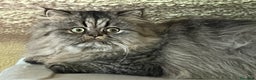 Persiano gatti in vendita: gatto persiano tabby con pedigree - Annuncio 7