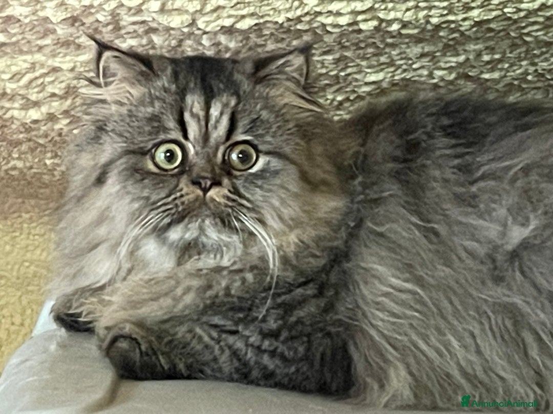 Persiano gatti in vendita: gatto persiano tabby con pedigree - Annuncio 7