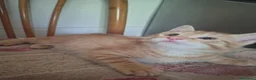 Europeo gatti in regalo: Dono gattini rossi a Provincia di Salerno - Annuncio 6