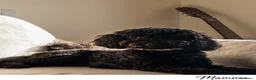 Barboncino cani in vendita: Barboncino Phantom maschio - Annuncio 3