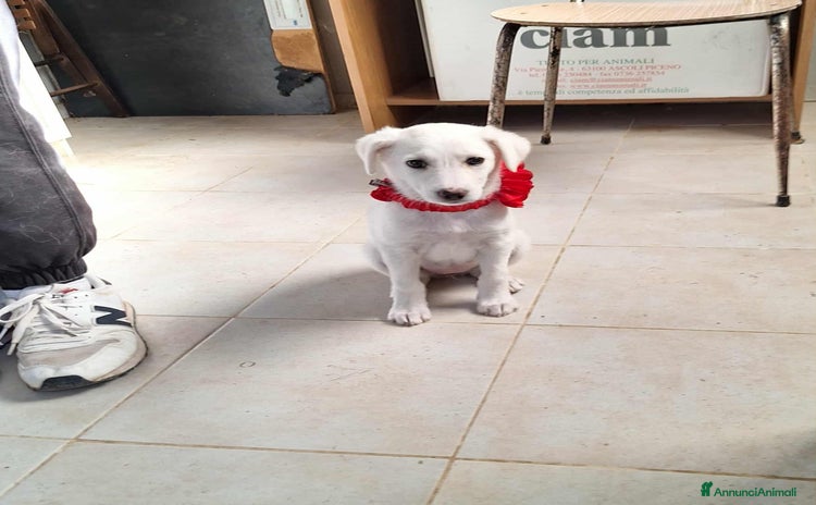 Meticcio cani - Annuncio 3