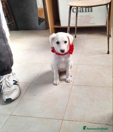 Meticcio cani - Annuncio 3