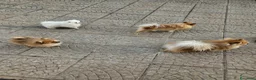 Volpino Pomerania cani in vendita: Cuccioli pomerania - Annuncio 4