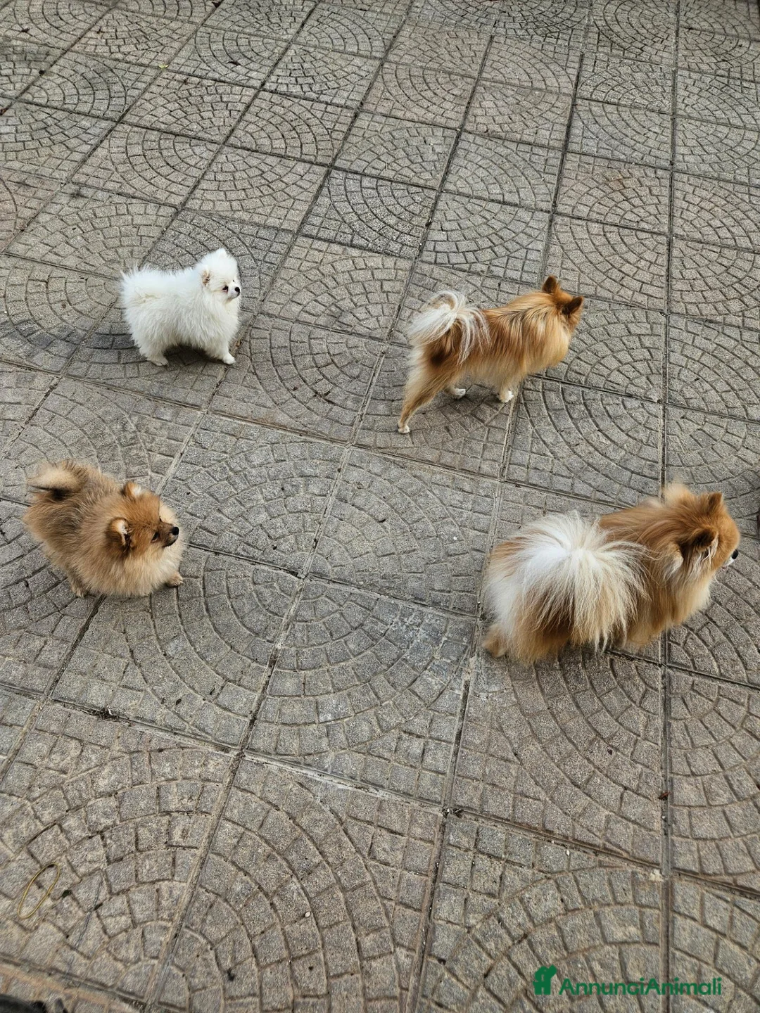 Volpino Pomerania cani in vendita: Cuccioli pomerania - Annuncio 4