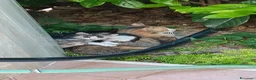 Altre razze gatti in regalo: Gattini in cerca di casa - Annuncio 4