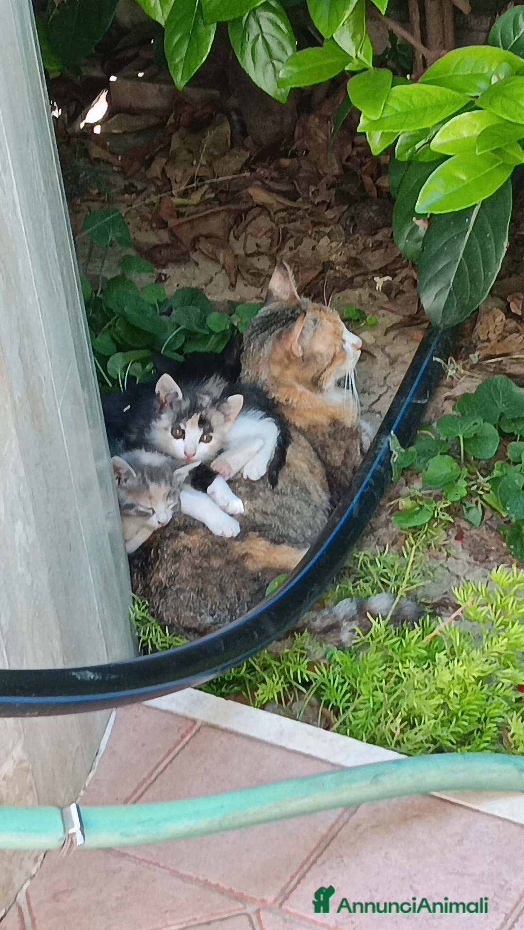 Altre razze gatti in regalo: Gattini in cerca di casa - Annuncio 4