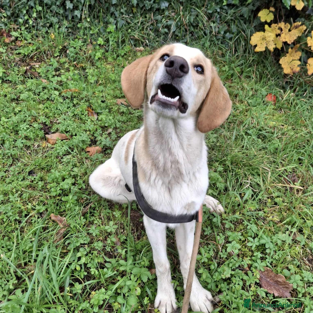 Meticcio cani in regalo: 4 CUCCIOLI simpaticissimi a macchiette! - Annuncio 13