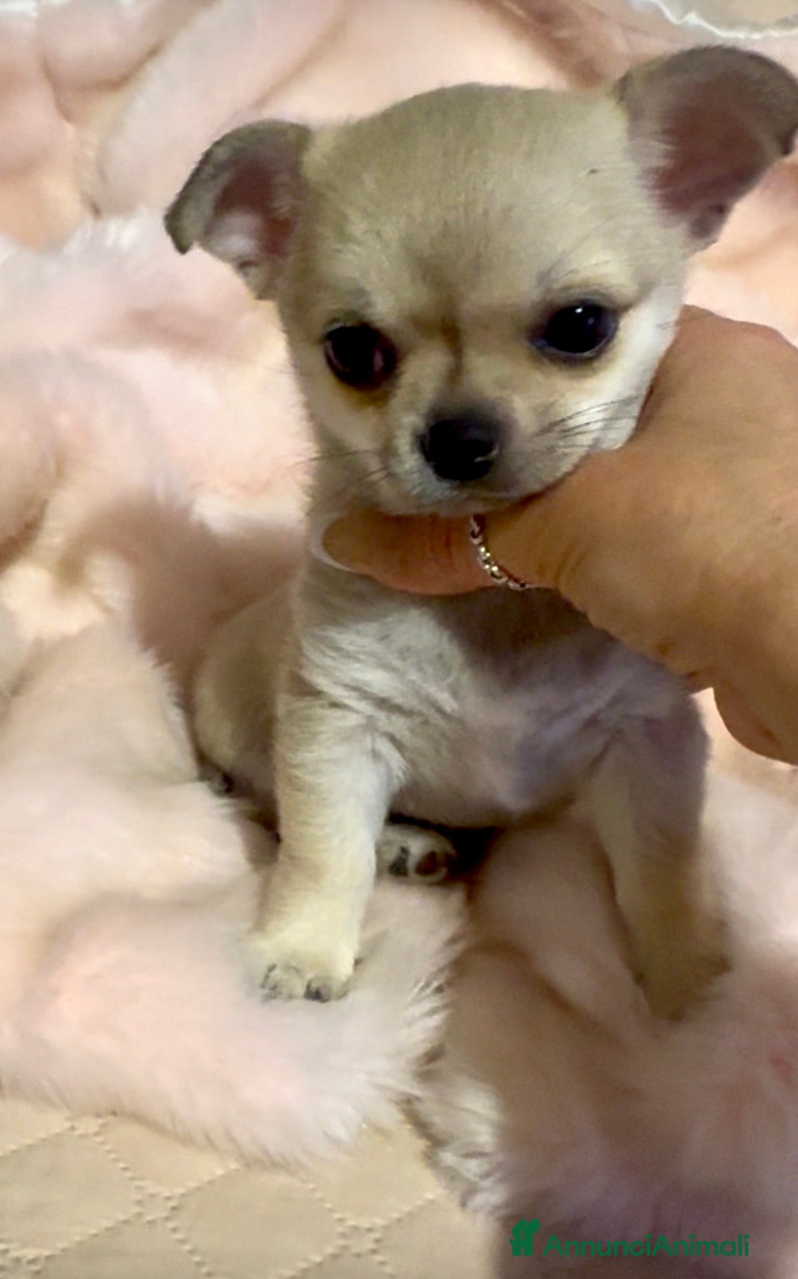 Chihuahua cani Cucciola di chihuahua pelo corto pedigree ENCI  - Annuncio 1