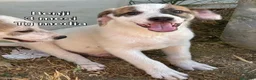 Meticcio cani in regalo: Cuccioli esclusi e soli a Città Metropolitana di Genova - Annuncio 14
