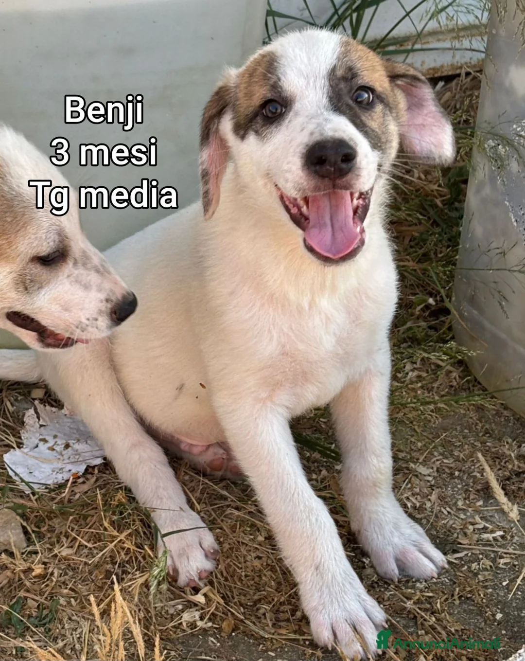 Meticcio cani in regalo: Cuccioli esclusi e soli a Città Metropolitana di Genova - Annuncio 14